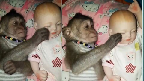 Monkey Playing With Baby Toy | Cutest Monkey In The World