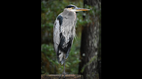 Hank the Great Blue Heron