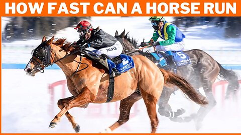 Unveiling the Incredible Speed of Horses: How Fast Can They Really Run | Animal Vised