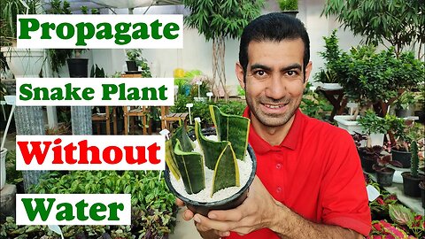 Propagate Snake Plant | How to propagate Snake Plant without water?