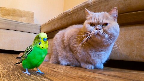 Кот и птица, милые животные #162