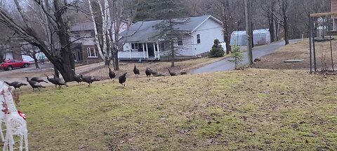 The turkeys showed up when I called for my cat