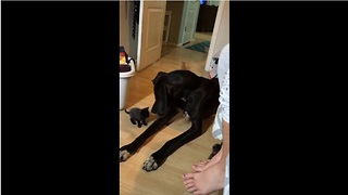 Gigantic Great Dane befriends tiny little kittens