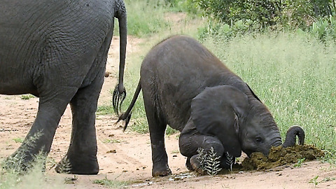 Baby elephant surprisingly takes big bite from mother's dung