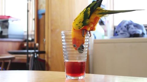 Parrot desperately tries to drink juice