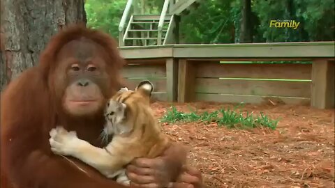 Orangutan 🙊 baby sits Tiger 🐯 cub