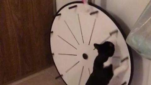 Kitty practices for 'The Price Is Right' by spinning wheel
