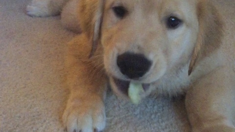 Golden Retriever puppy doesn't like eating healthy