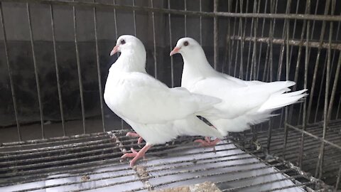 Two beautiful domestic pigeon-2021