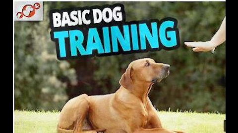 Easy way to Train Dogs. Step by Step