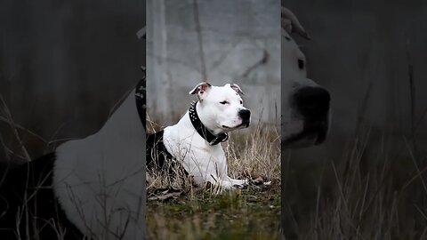 Amstaff too rough 😈 #amstaff #viral #shortvideo #dog #amstafflove #amstaffworld #amstafflife