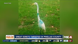 Man searches for someone who keeps shooting Egrets