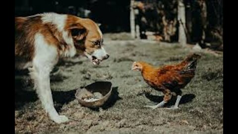 Chiken vs dogs fight who iw the winner?😱