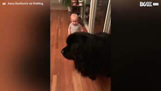 L'amitié adorable entre un gros chien et un bébé