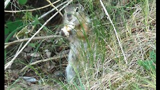 Gopher amusingly eating a loaf