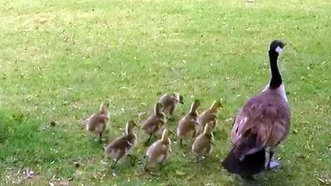 Cute little baby geese on the run