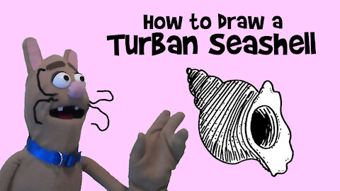 How to Draw a Turban Seashell
