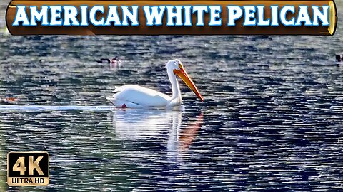 The American White Pelican [4K Ultra HD]
