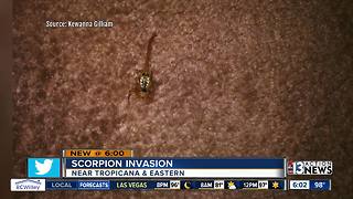Woman claims scorpion invasion in home