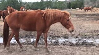 Tapaa hevonen, joka syntyi ilman korvia