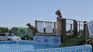 CoolWag Diving Dogs - 2021 Rocket Launch Off The Dock Splash #3