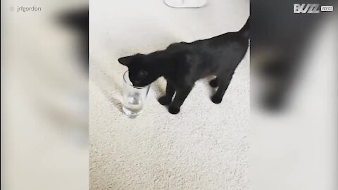 Gatos a beberem água do copo é simplesmente hilariante