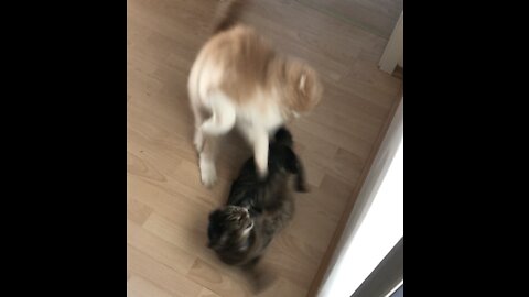 Shortest Cat Fight in History [funny sound]