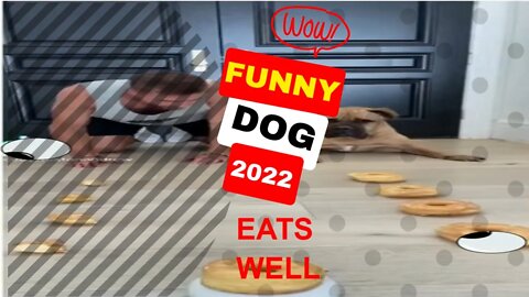 🤣Funny Dogs Eats Well 2022 Video Clips #shorts