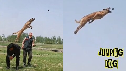 Belgian Malinois Dog The Best Malinois dog jumping Episode #2