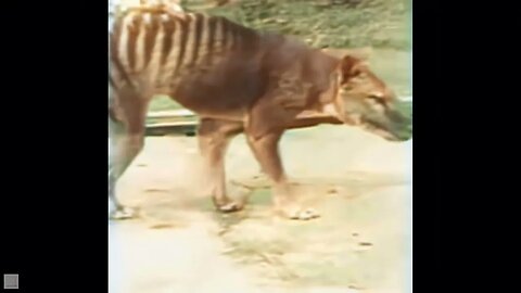 Last Tasmanian Tiger in the History - Thylacine, 1936 in colors. Improved and upscaled using AI