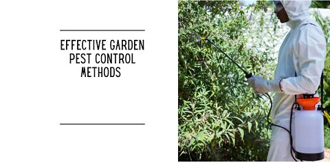 Effective Garden Pest Control Methods