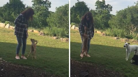 Rescued fawn adorably begs for bottle from owner #Shorts
