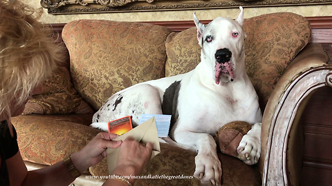Great Dane and Family Open Sympathy Cards from You Tube and Facebook Friends