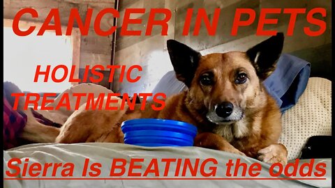 If Your Dog/Cat Has Cancer, PLEASE WATCH THIS!