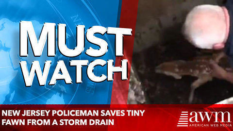 New Jersey policeman saves tiny fawn from a storm drain