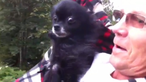 Pomeranian Rides Down An Impressive Backyard Zipline