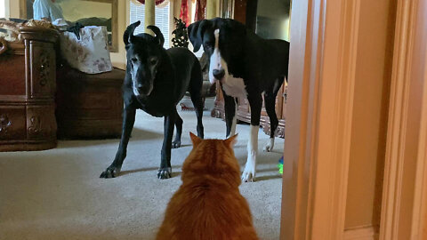 Funny Great Danes Bow & Bring Their Toys To The Cat - Cats Rule