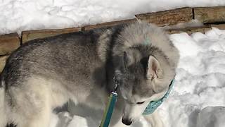 Husky goes crazy for summertime snow