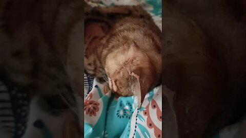 Snoring bengal cat 😹🐆