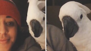 Parrot has nothing but nice things to say to his owner