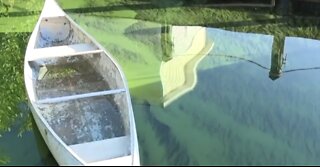 Concerns over toxic blue-green algae
