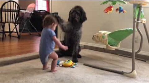 Hund lærer liten jente å sitte