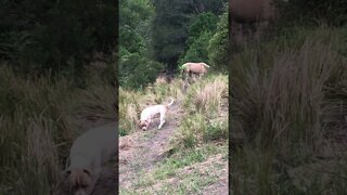 Dog thinks he’s a horse and grazes with horses