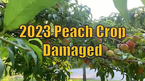 2023 Peach Harvest Loss