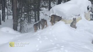 Lynx family trots through the snow