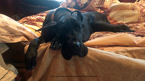 Lazy Adopted Great Dane Doesn't Want To Get Out Of Bed