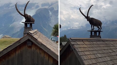Majestic Ibex Casually Lounges On Top Of Cabin Roof