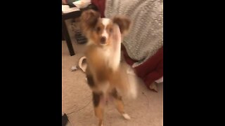 Australian Shepherd Shows Off Hilarious Boxing Moves