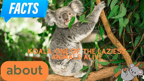 Interesting facts about koalas