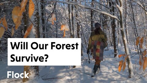 Why We're WORRIED About Our FOREST (And What We Plan To Do About It) — Ep. 083